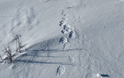 Journalisten uit de hele wereld namen deel aan sneeuwluipaard toezicht in Altai