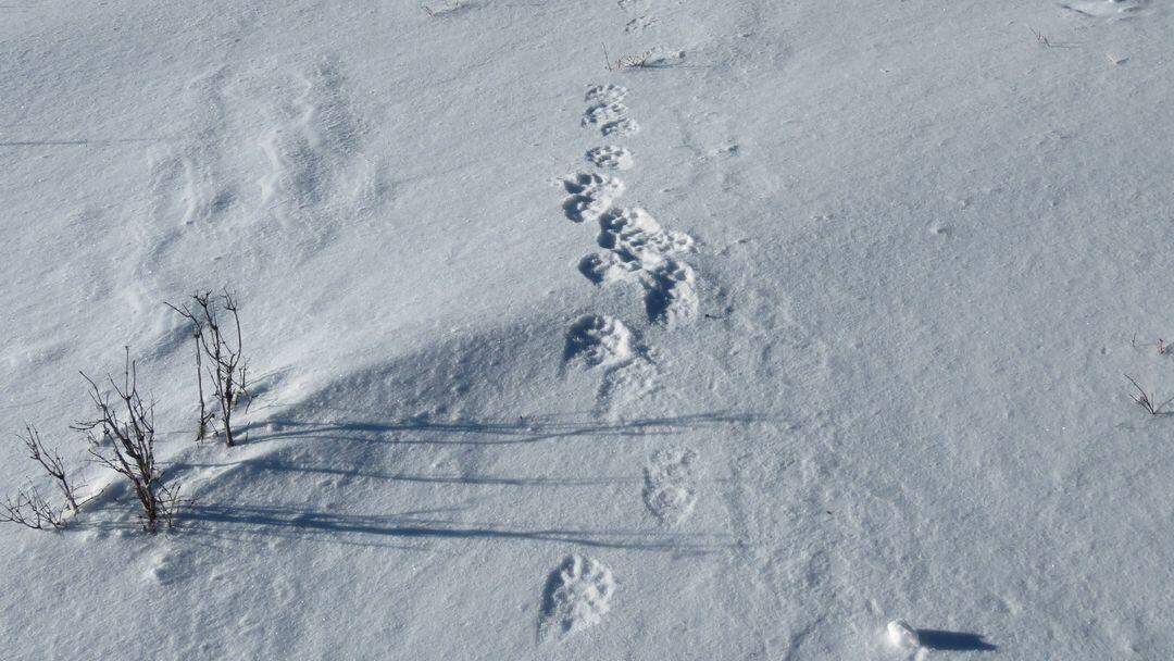 Journalisten uit de hele wereld namen deel aan sneeuwluipaard toezicht in Altai